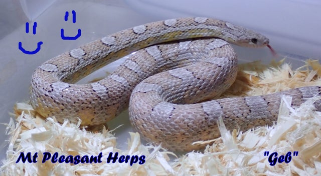 2016 male Dilute Anery het Motley Corn Snake Scaleless Corn Snake Price