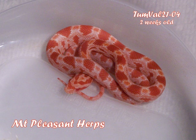2021 Female Amel Strawberry het Anery & Sunrise Corn Snake (TumVal21-04F) Scaleless Corn Snake Price