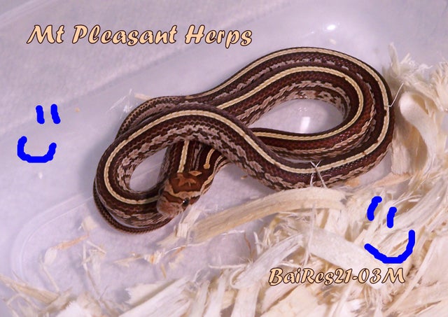 Classic/Normal Scaleless Corn Snake Price